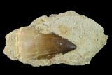 Mosasaur (Prognathodon) Tooth In Rock - Morocco #140633-1
